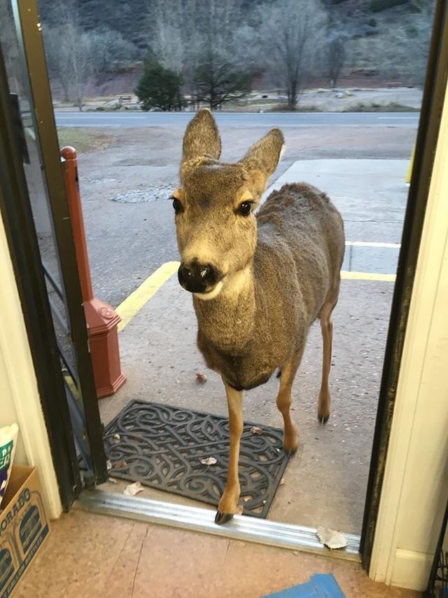 De medewerkster van de winkel die deze foto heeft gemaakt heet Lori Jones en ze vertelt dat het dier eerst buiten bleef staan, onzeker wat te doen...