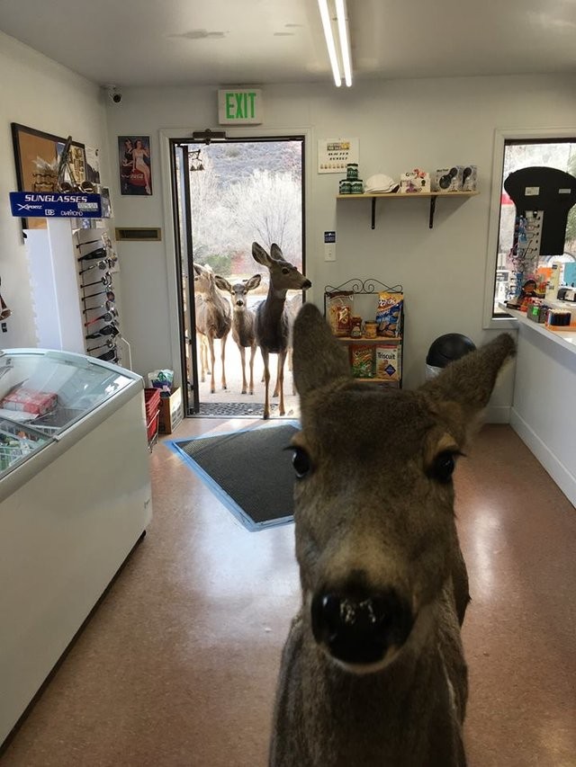 Circa mezz'ora dopo, infatti, a curiosare nel negozio mentre Jones faceva l'inventario in ufficio c'erano non uno ma ben quattro cervi!