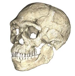 Grazie alla scoperta della grotta, l'ipotesi di una 'convivenza' tra uomo sapiens e di Neanderthal si fa molto più reale, così come l'esistenza di una specie umana derivata dall'incrocio delle due specie.