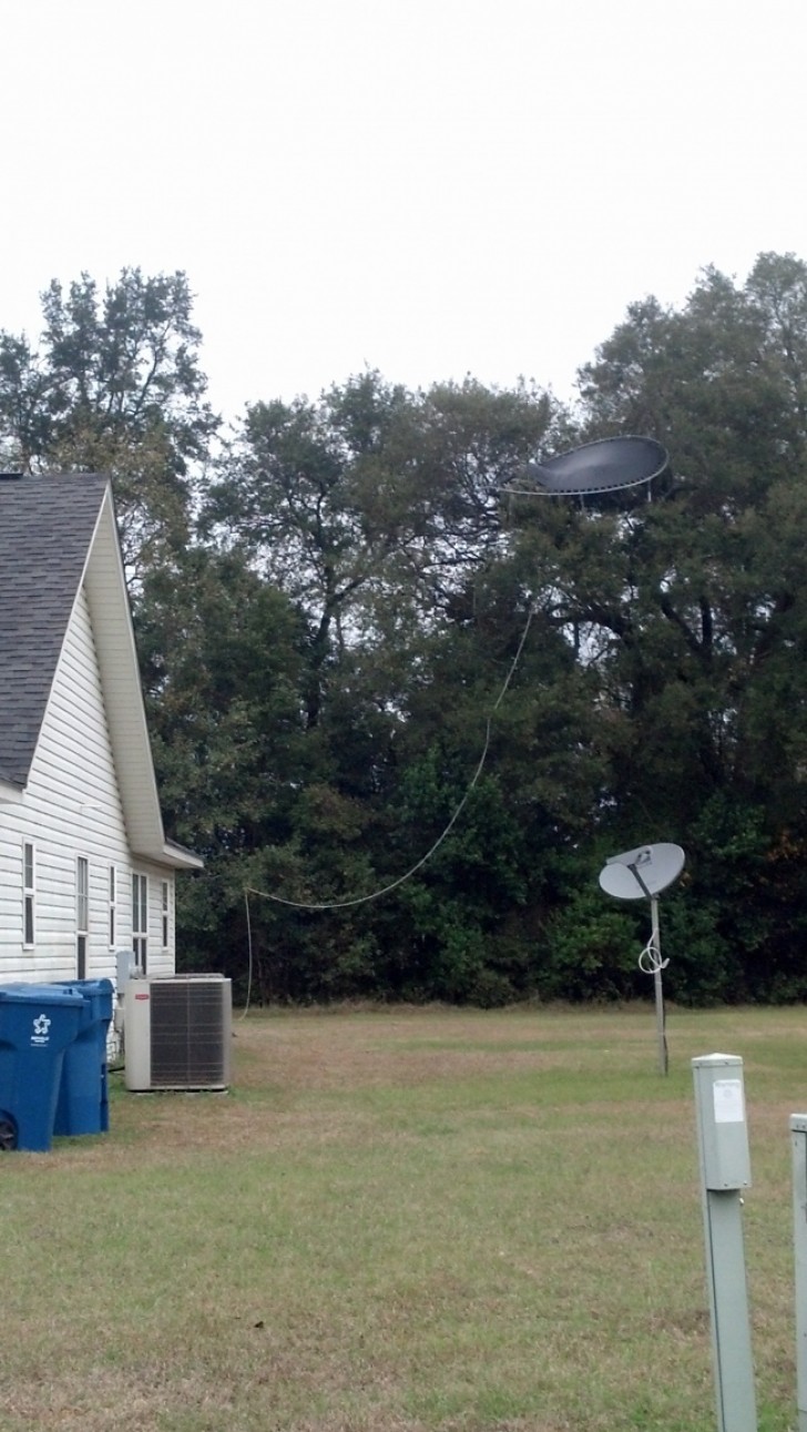 Il trampolino ha deciso di fare un salto sul trampolino ed è andato a finire sull'albero.