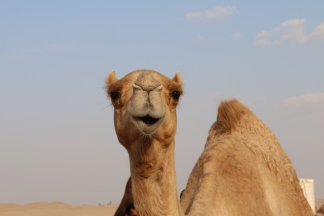 Les pays saoudiens importent des chameaux d'Australie.