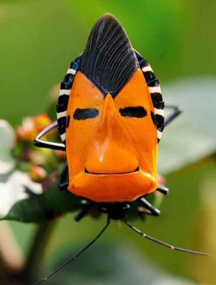 8. It looks like a face ... but it's an insect!