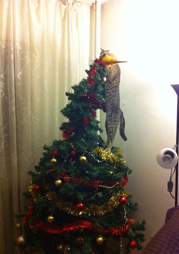 Questo gatto sta montando il puntale dell'albero.