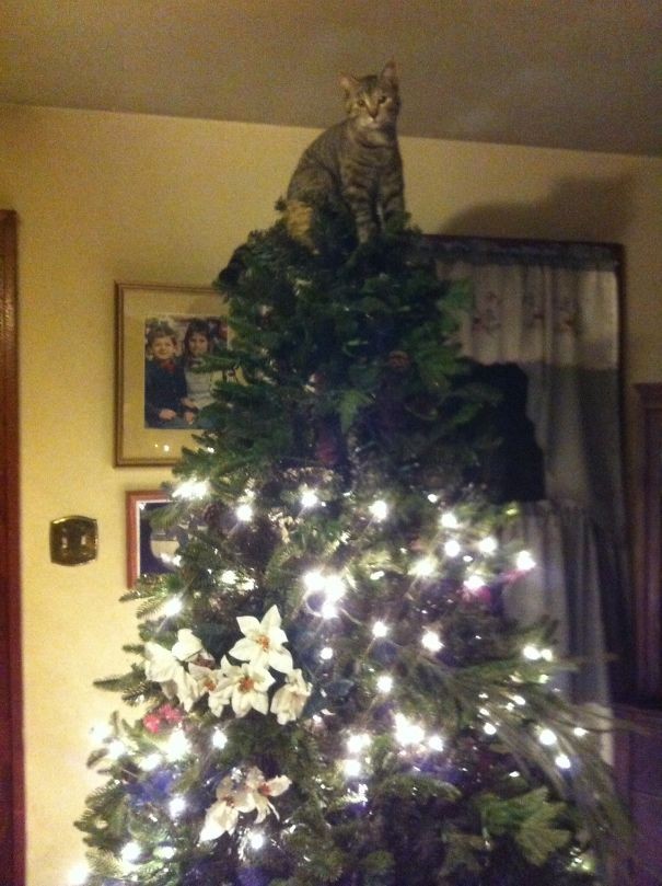 Sono io la stella dell'albero di Natale!