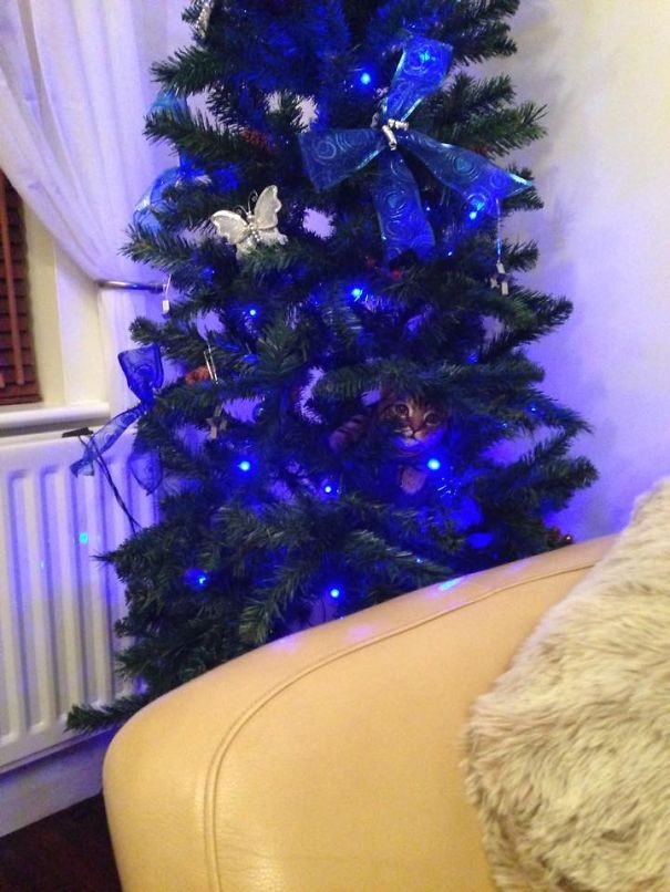 Non sono una bellissima decorazione per l'albero?
