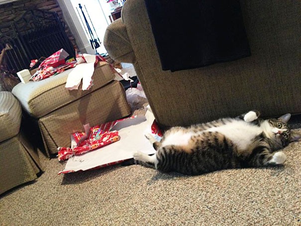 Il mio gatto ha scartato tutti i regali la mattina di Natale.