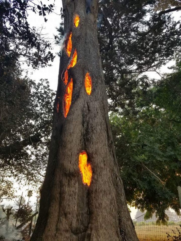 11. A hollowed-out tree burns like a natural lantern during a wildfire in Sonoma County, California.