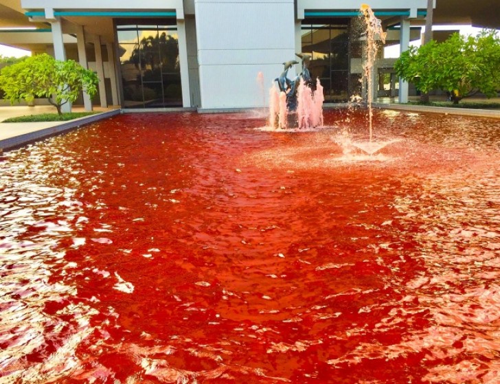 16. Ils voulaient teindre la fontaine de rose pour une campagne contre le cancer du sein... mais ils ont créé la scène d'un meurtre.