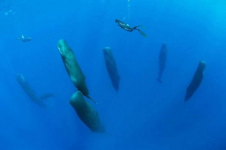 23. Los cachalotes duermen en vertical...lo sabias?