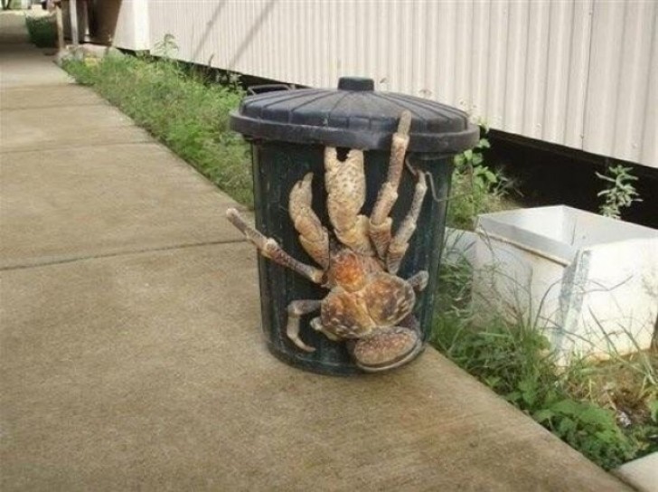 24. Le crabe de cocotier existe . Et oui, il est grand comme ça.
