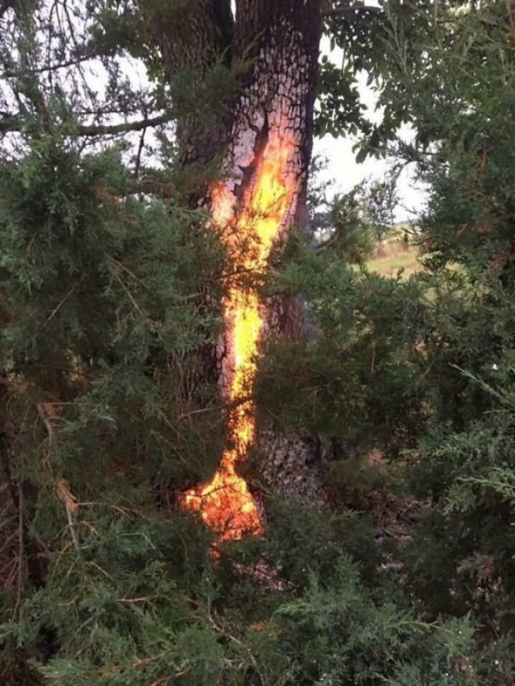 3. Un albero colpito da un fulmine