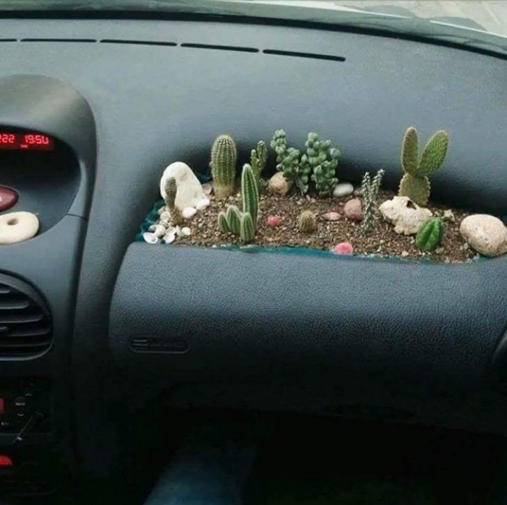 Un micro-jardin pour plantes grasses crée à la perfection. Mais faites attention où vous mettez les mains!