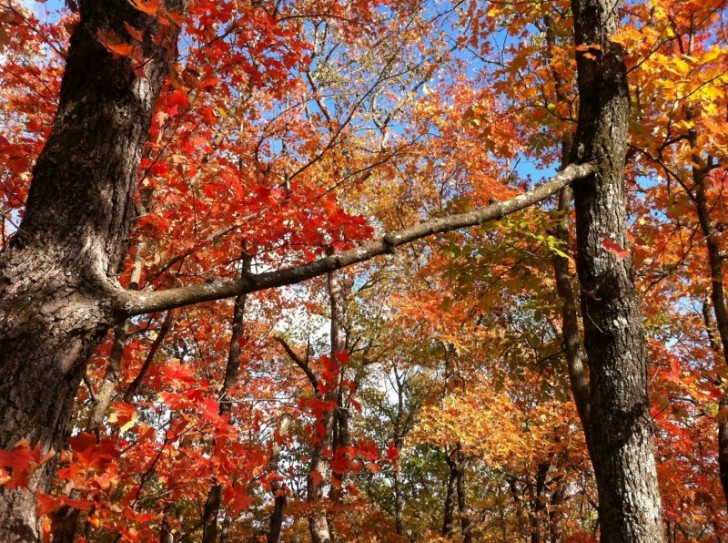 Deux arbres en automne avec une branche commune.