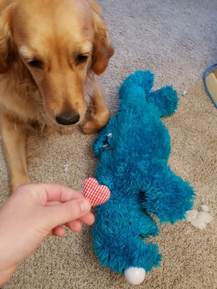 2. Habia un corazon en el interior de aquel peluche, y el perro lo ha arrancado mordiendolo!