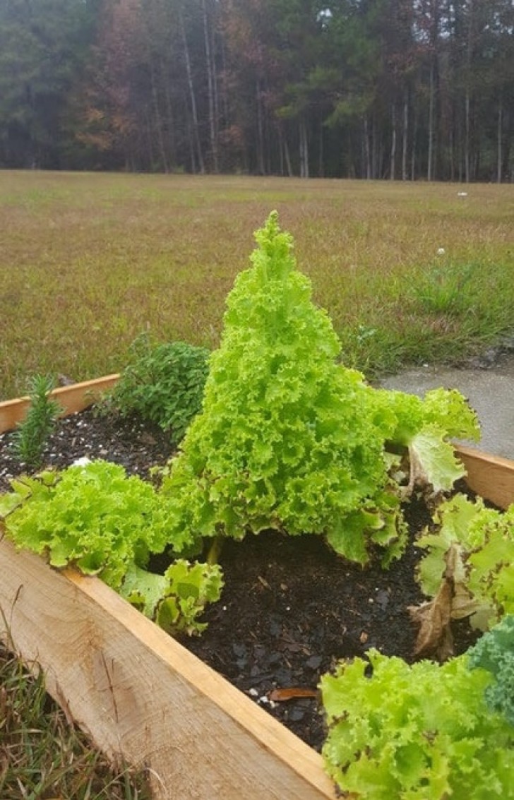 When you are a lettuce plant but you dream of being a Christmas tree.