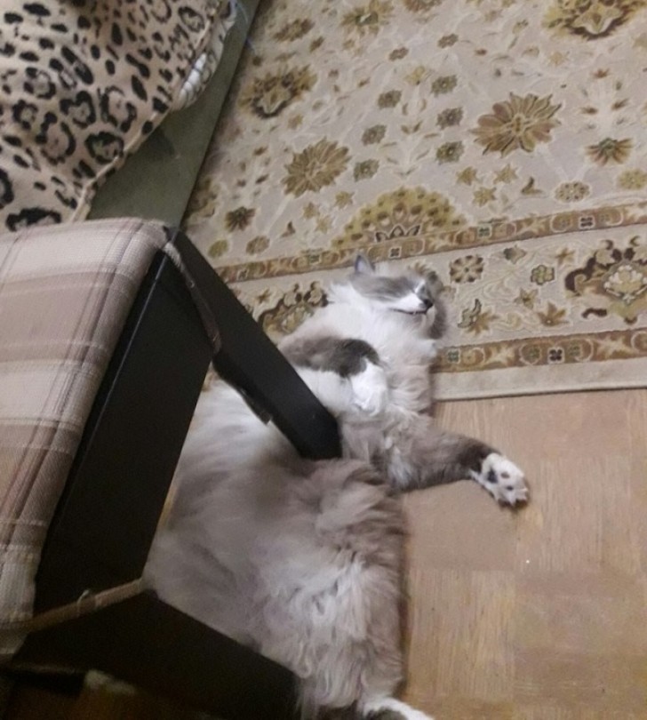 Non, le chat ne s'est pas fait écrasé par le pied de la chaise!