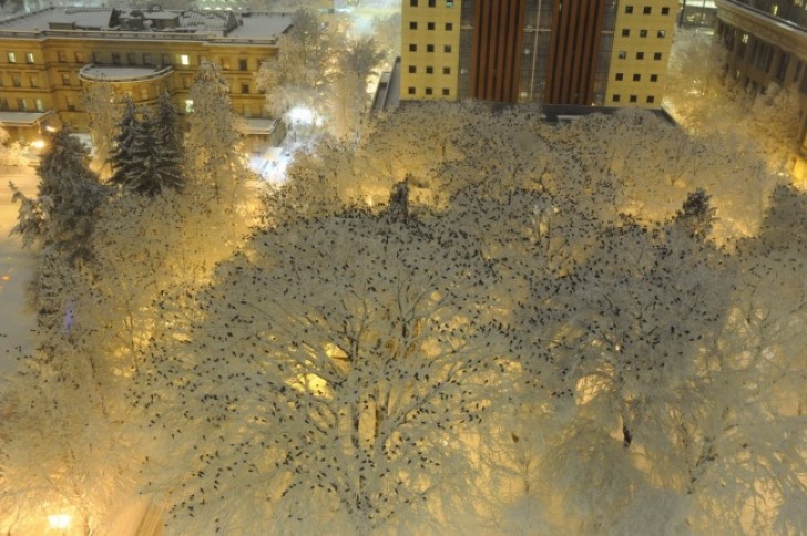 Centenares de cuervos sobre la cima de los arboles nevados