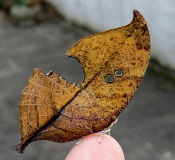 It's not a leaf ...it is a butterfly! Namely, the Zaretis Ellops aka Holey Leafwing butterfly.
