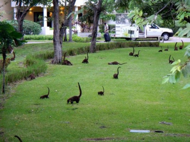 They look like mini-brontosaurs ...but they are just monkeys at the Westin Golf Resort & Spa Playa Conchal in Costa Rica.