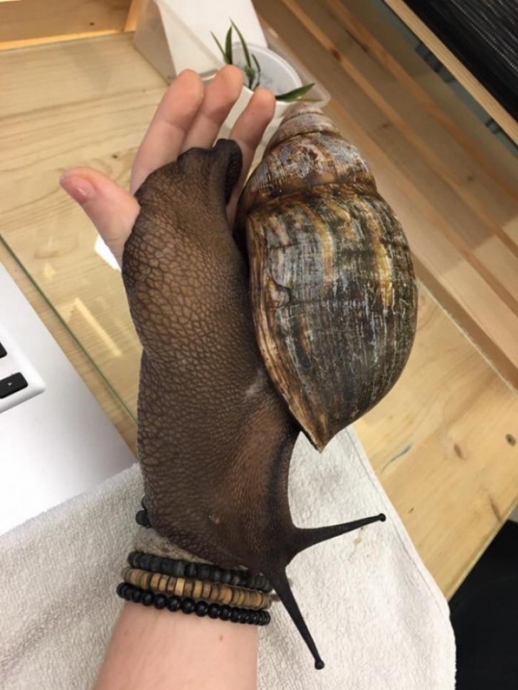 What a trendy glove ...or the biggest snail in the world?!