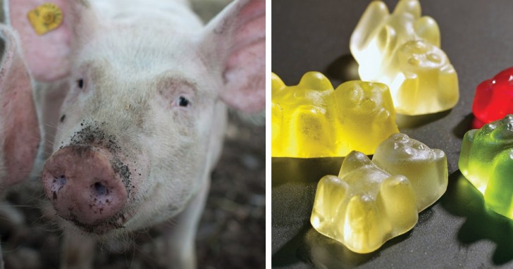Dans les bonbons gommeux, de la couenne de porc peut être présente.