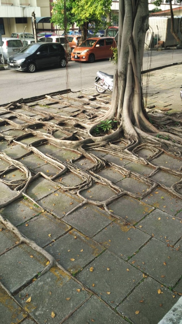 Admire the roots of this tree!