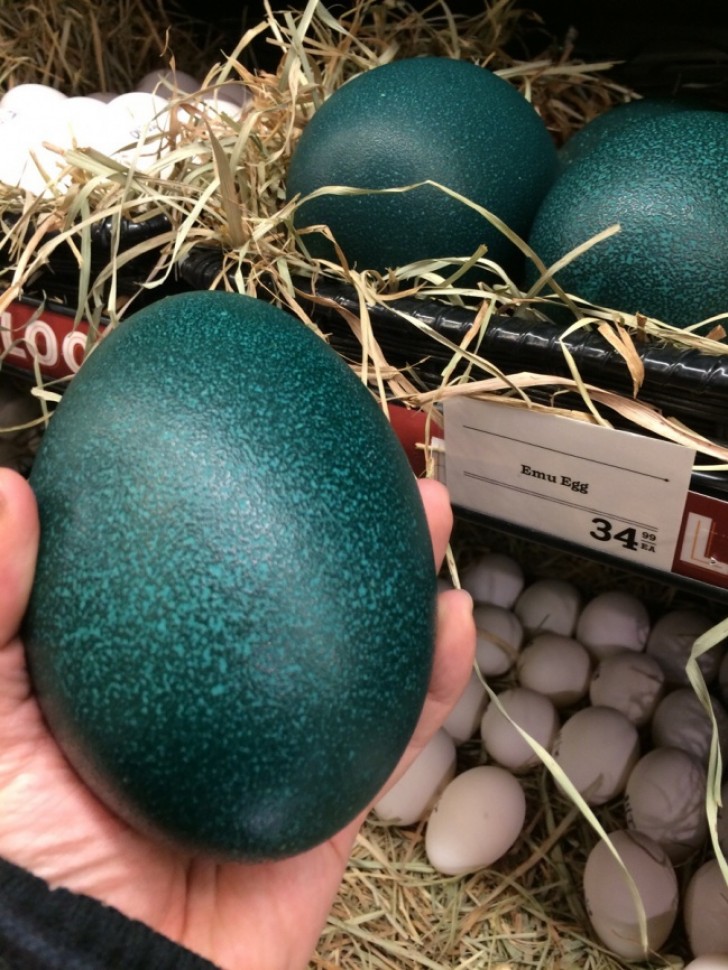 Emu eggs sold in a supermarket.