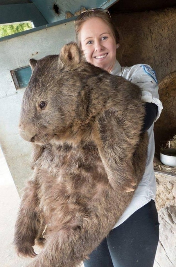 Quel est cet animal ? Un Wombat!