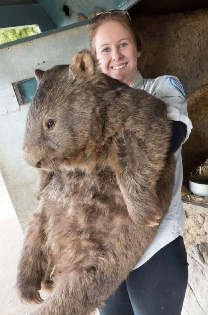 Was für ein Tier ist das?...Ein Wombat!