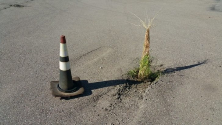 Even in the asphalt jungle in the city, Nature always finds a place to grow.