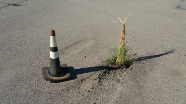 Anche nella giungla di asfalto la Natura sa trovarsi un posto in cui crescere.