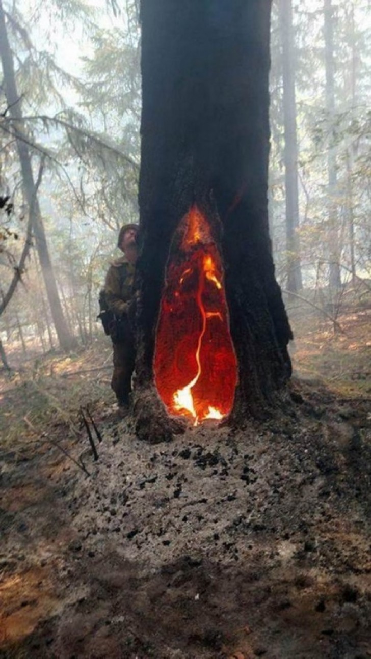 Deze boom is een mysterie: zo ziet het eruit nadat het 5 dagen in brand heeft gestaan.