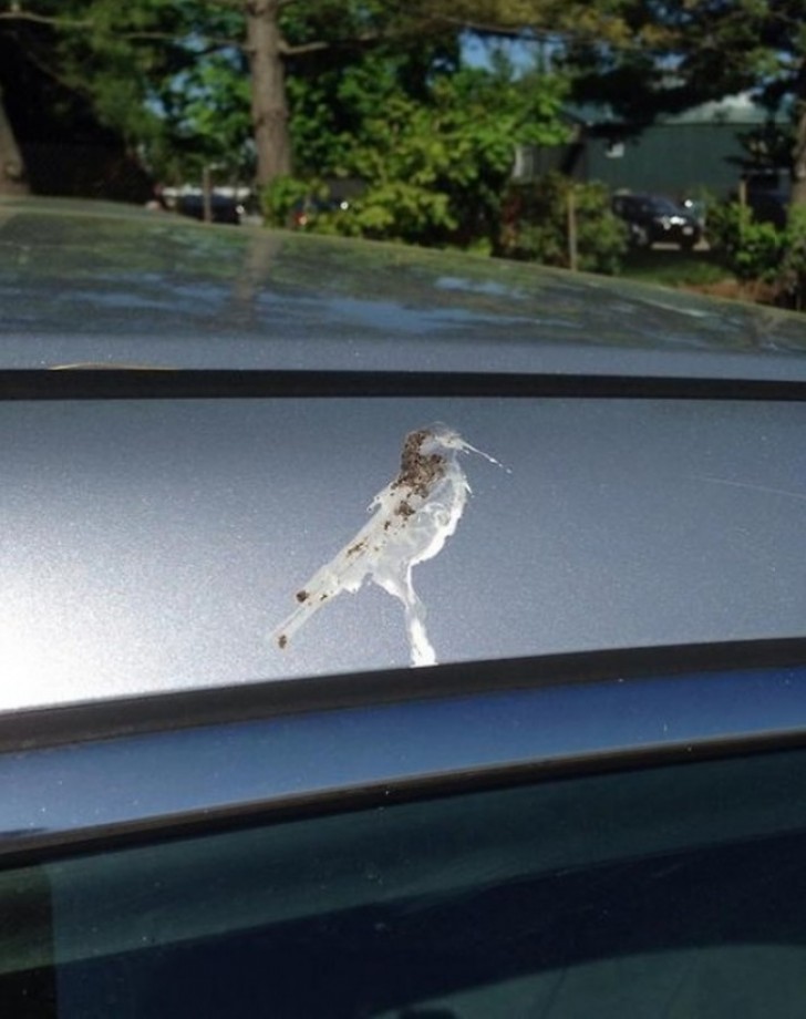 A little bird has left its mark, or perhaps a portrait of itself!