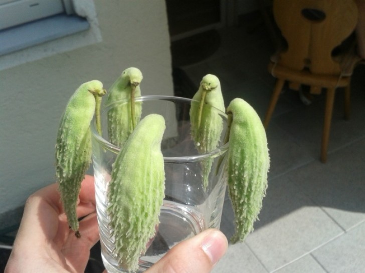 These vegetables resemble parrots.