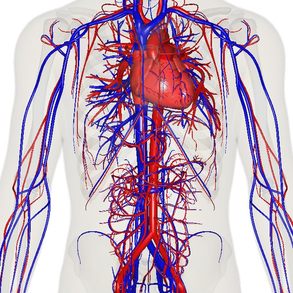 6. Problèmes cardiovasculaires