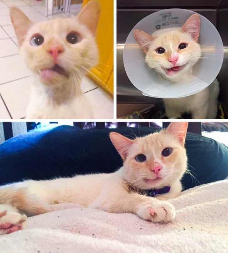 This cat was hit by a car and the veterinarians at an animal shelter reset her jaw and one of the vets decided to adopt her!