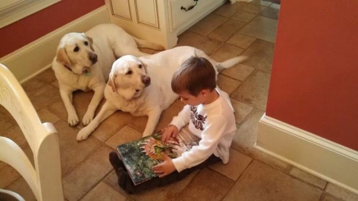 Twee honden lijken geinteresseerd te luisteren naar het verhaaltje dat het kind voorleest.