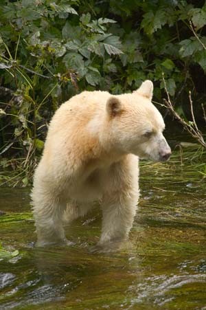 1. Kermode Bear