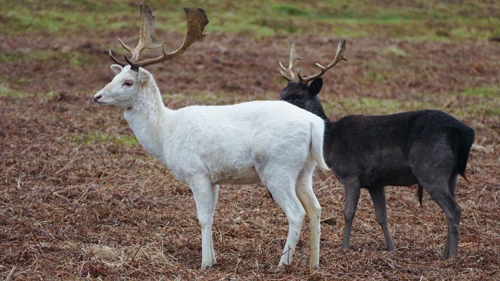 10. Cerf blanc