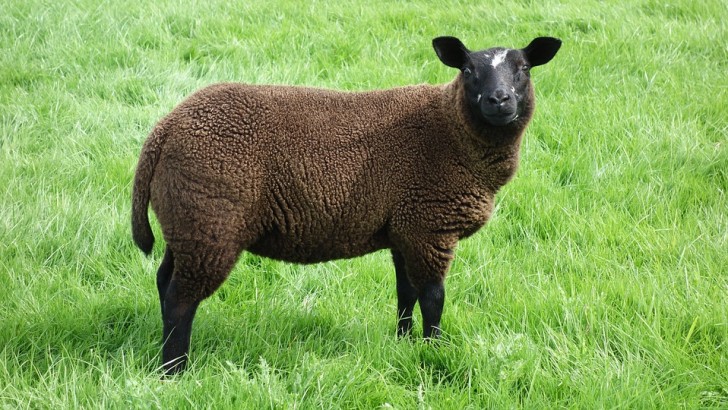 11. Mouton noir