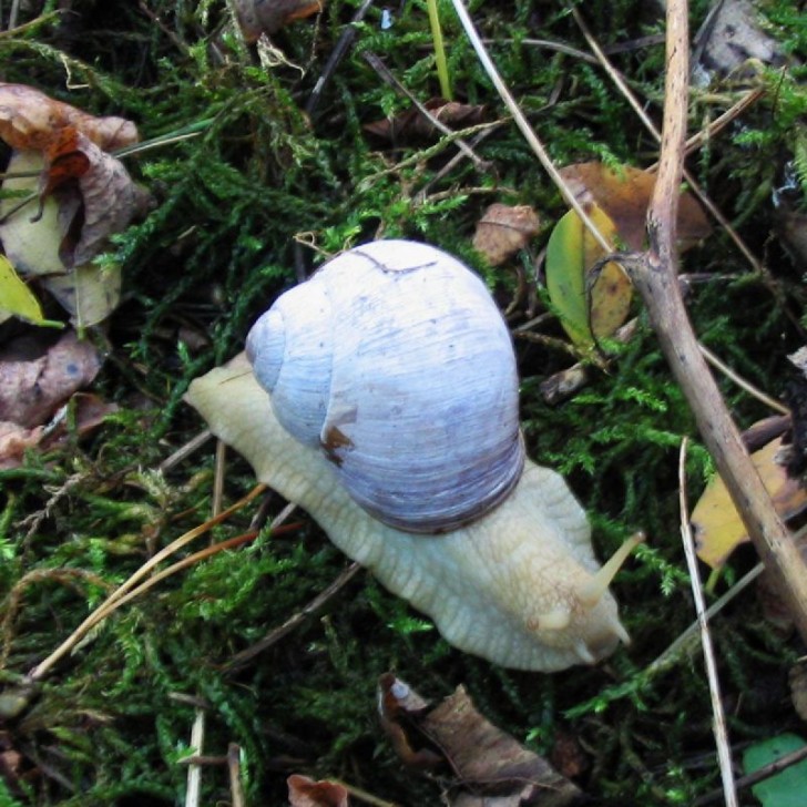 12. Albino Schnecke