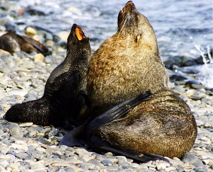 15. Foca antartica