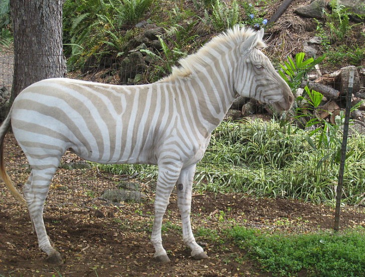 2. Albino Zebra