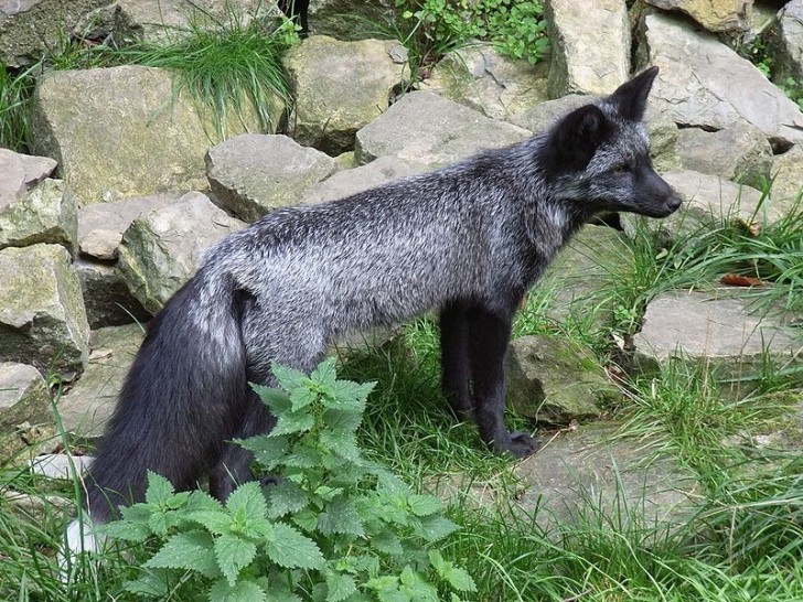 3. Renard argenté