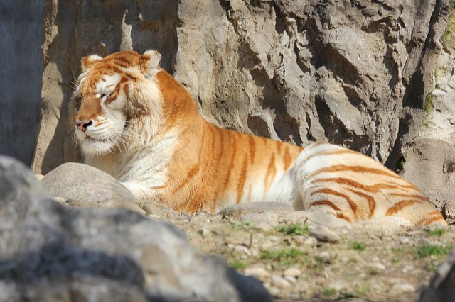 5. Goldener Tiger