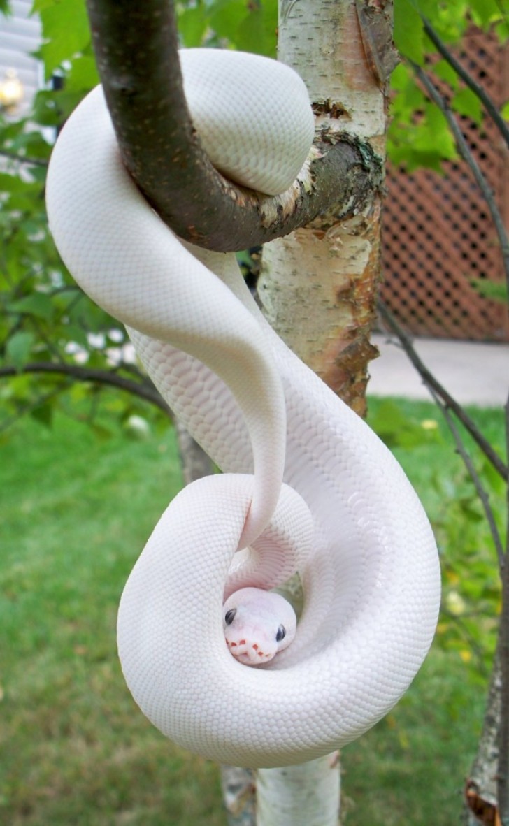 6. Albinoschlange