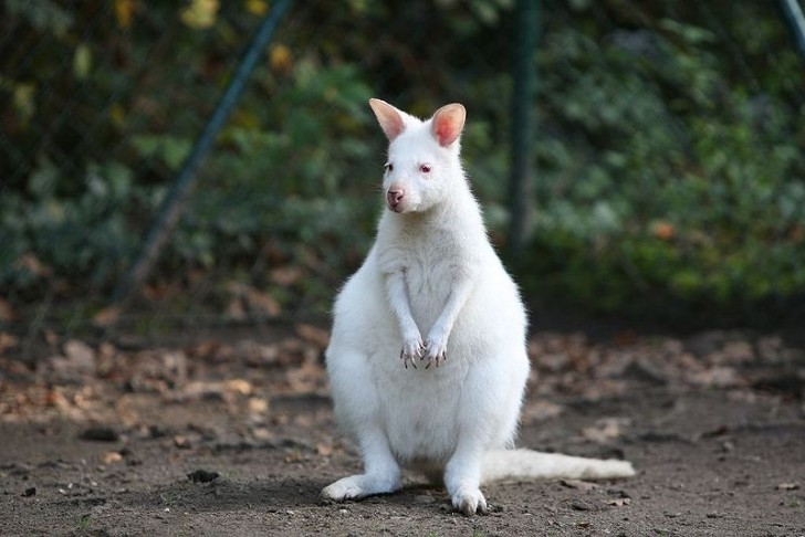 7. Canguro bianco