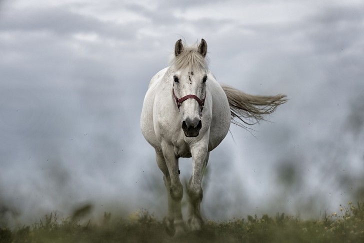 9. Étalon Blanc