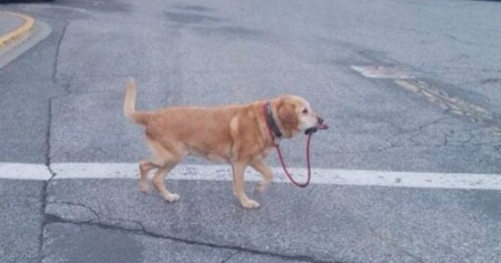 3. De hond van de toekomst: hij laat zichzelf uit!