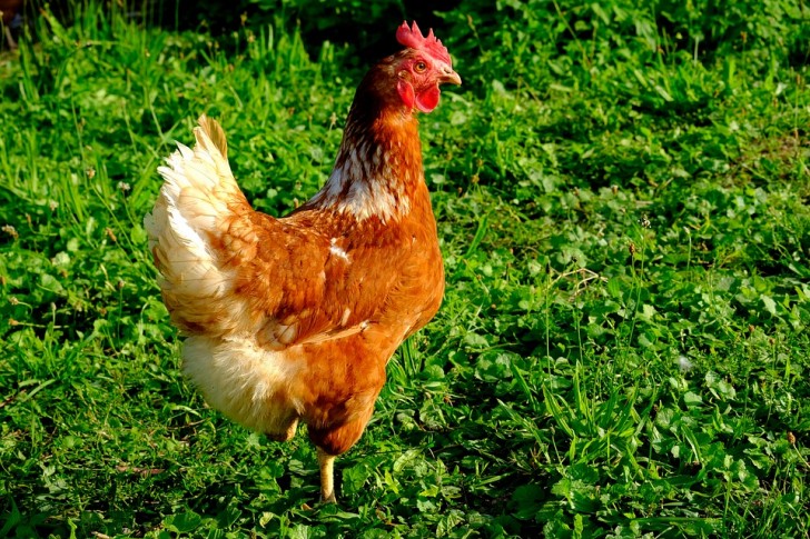 11. En 1945, à Muzo (Colombie), chaque poulet tué était examiné par un agent public. Pourquoi?